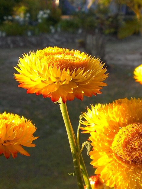 Foto close-up de flor amarela