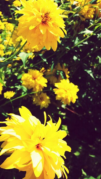 Close-up de flor amarela