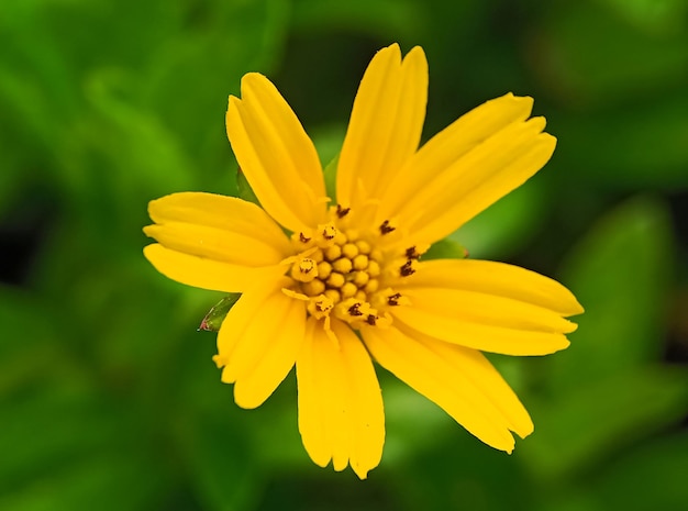 Close-up de flor amarela