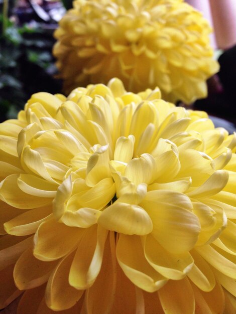 Foto close-up de flor amarela