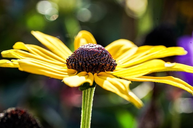 Foto close-up de flor amarela