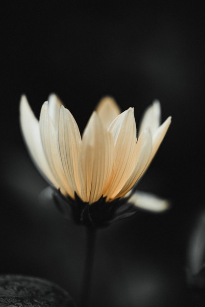 Close-up de flor branca contra fundo preto