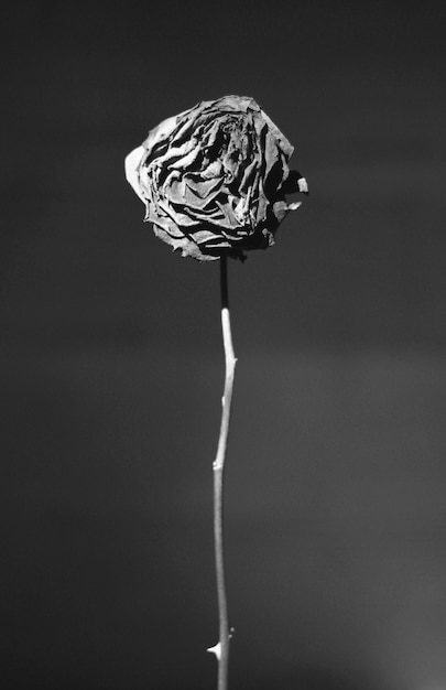 Close-up de flor branca contra fundo preto