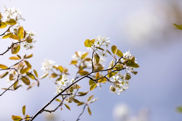 Foto close-up de flor branca contra o céu