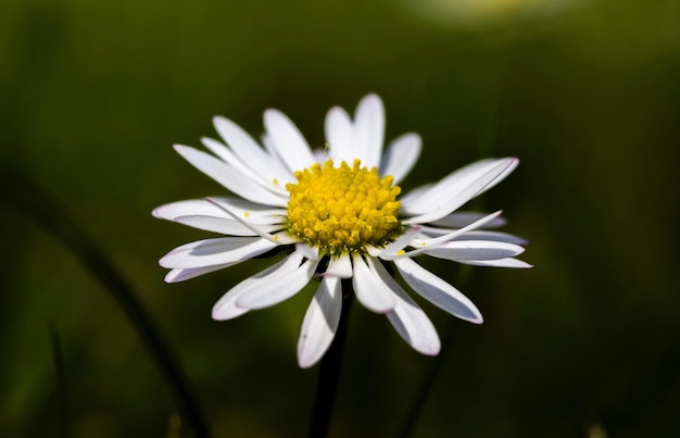 Close-up de flor branca contra um fundo desfocado