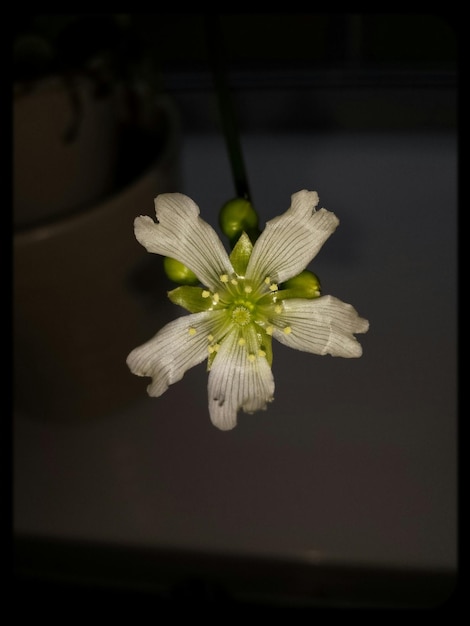 Foto close-up de flor branca em vaso