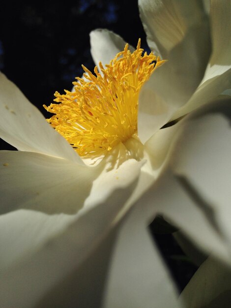 Close-up de flor branca florescendo à noite