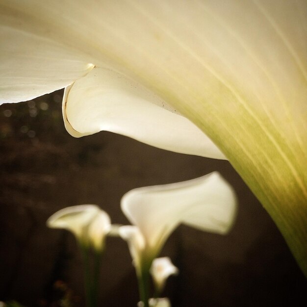 Foto close-up de flor branca florescendo no parque à noite