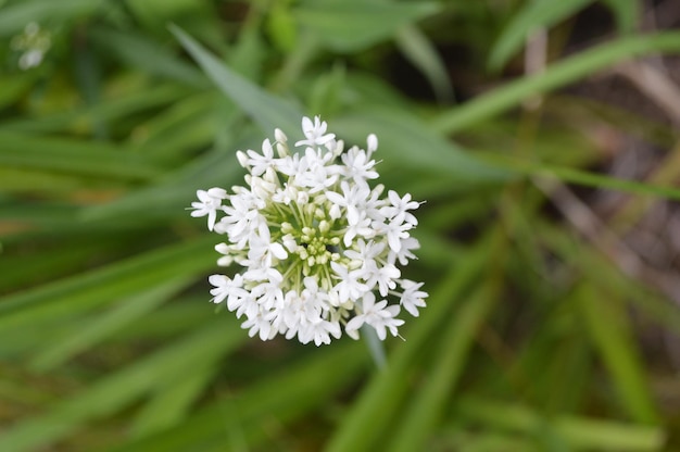 Foto close-up de flor branca