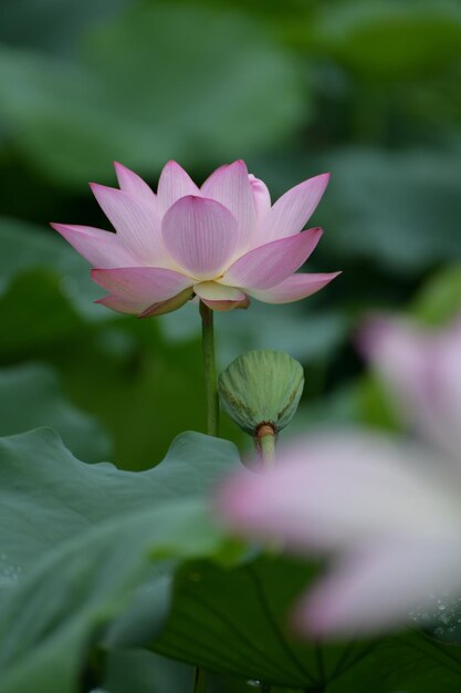 Foto close-up de flor branca