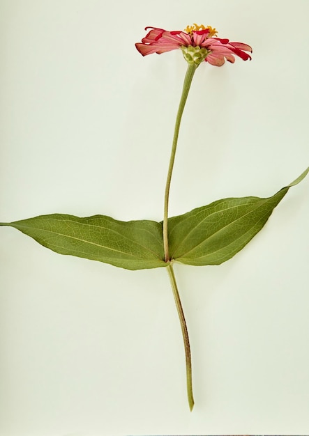 Foto close-up de flor contra fundo branco