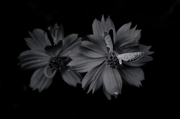 Foto close-up de flor contra fundo preto