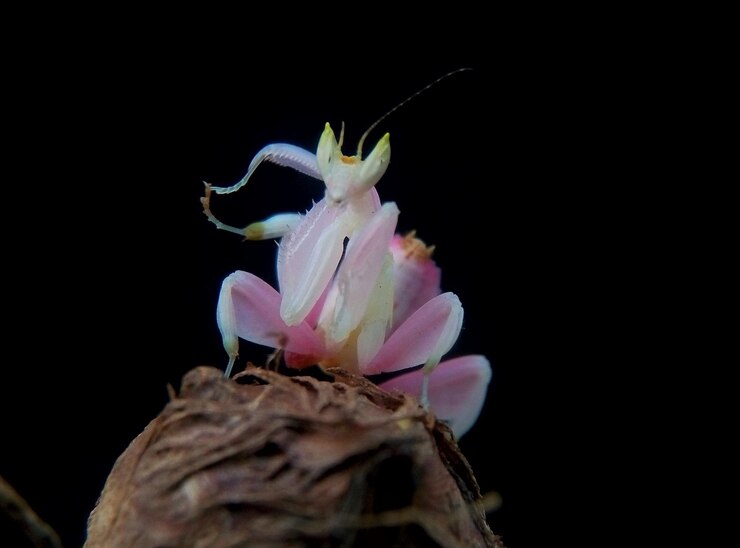Foto close-up de flor contra fundo preto