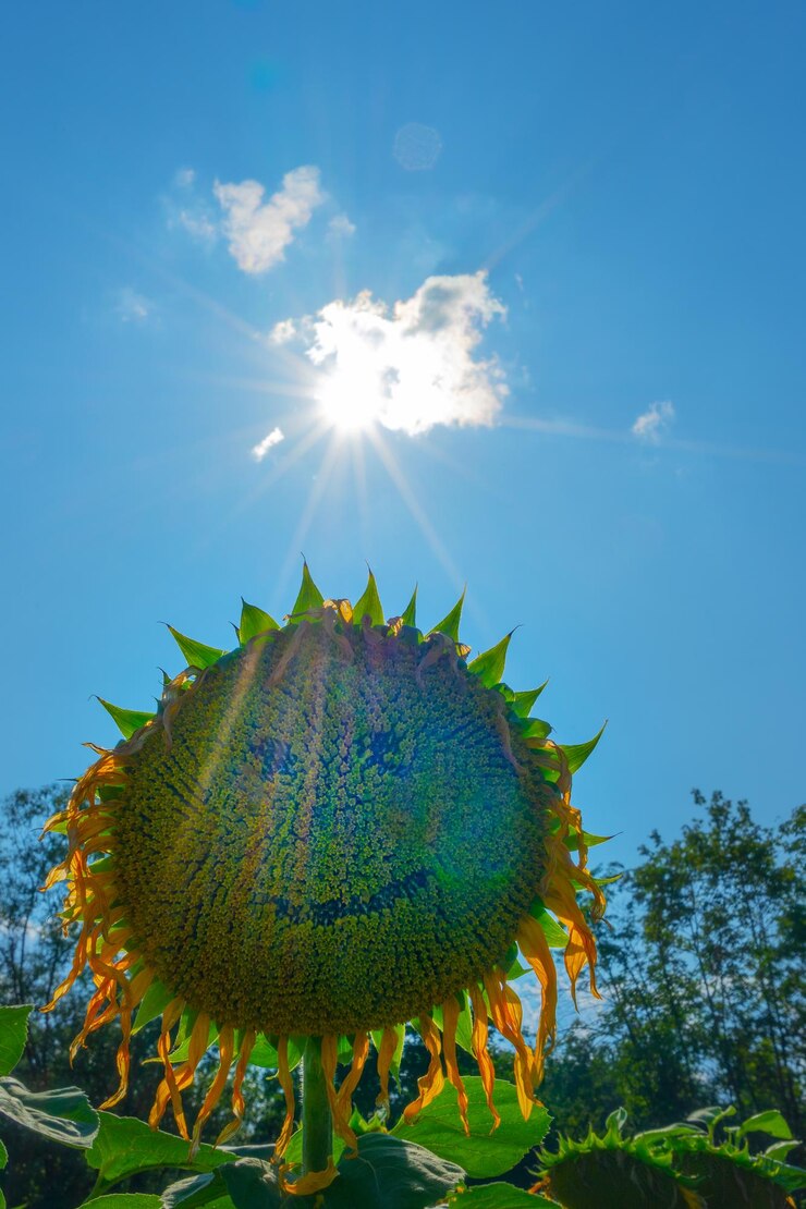 Foto close-up de flor contra o céu azul em um dia ensolarado