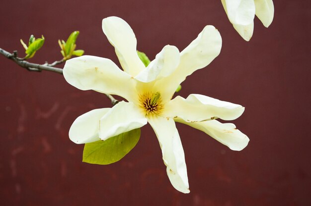 Foto close-up de flor contra um fundo desfocado