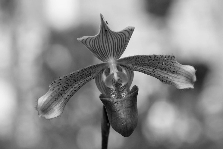 Foto close-up de flor contra um fundo desfocado