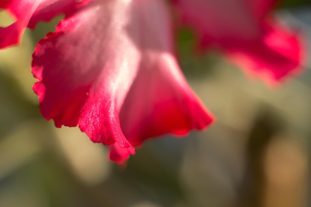 Close-up de flor de Adenium desabrochando. Adênio somalense. A suculenta está florescendo.