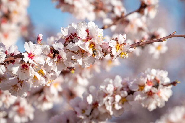 Foto close-up de flor de amêndoa e abelha