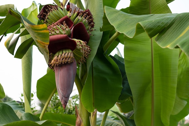 Close up de flor de bananeira fresca em bananeira no jardim