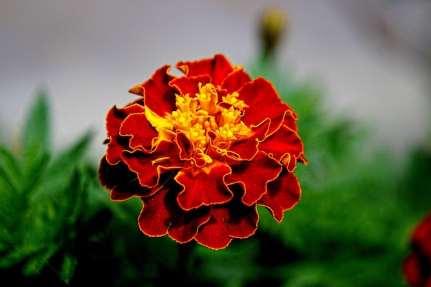 Close-up de flor de calêndula