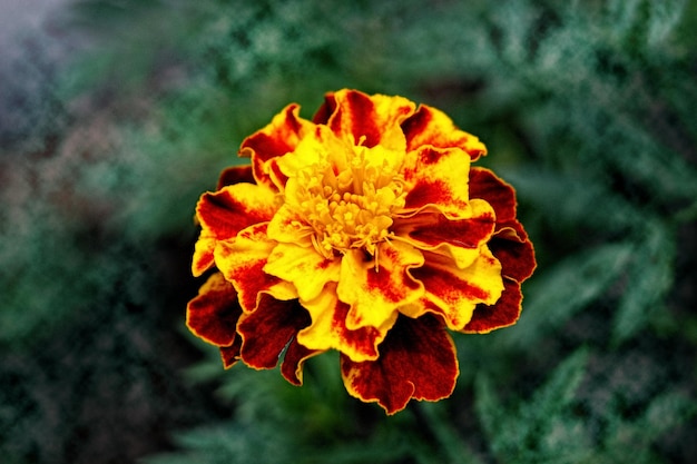 Close-up de flor de calêndula