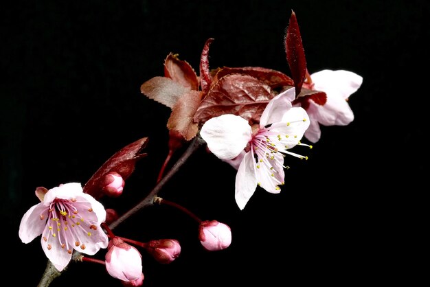 Foto close-up de flor de cerejeira contra fundo preto