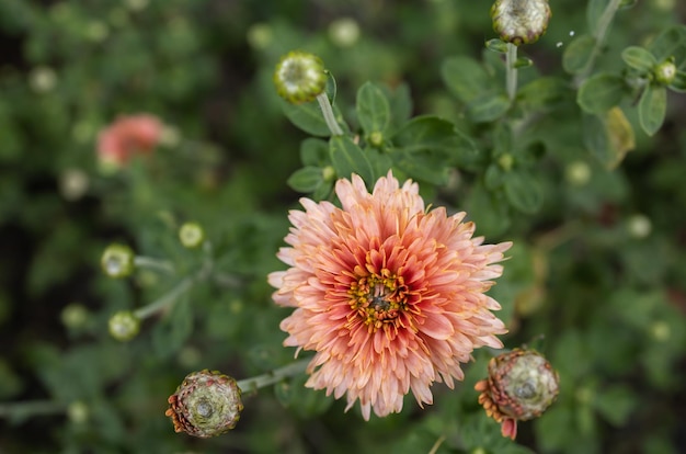 Close-up de flor de crisântemo