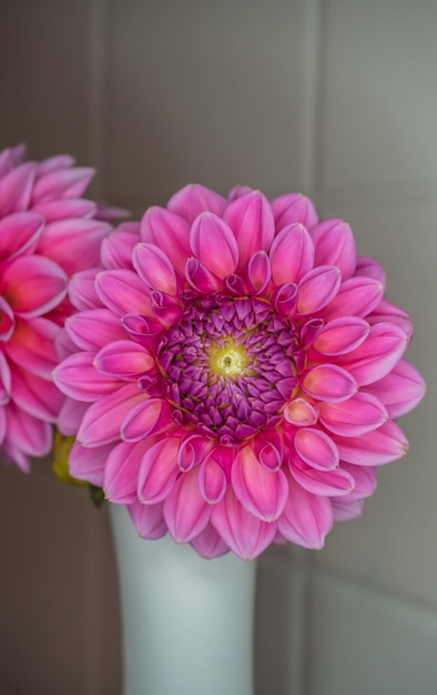 Foto close-up de flor de dahlia rosa em vaso