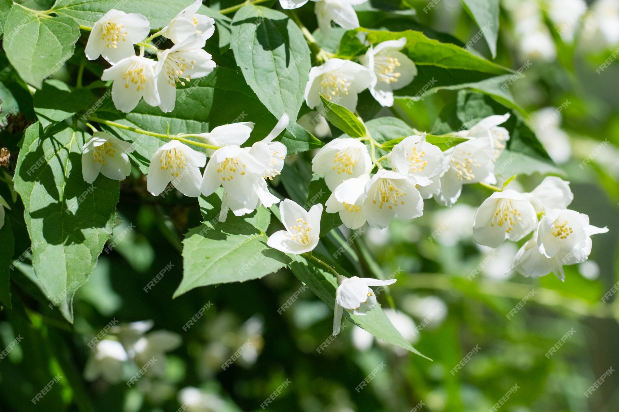Close up de flor de jasmim jasmim arbusto florescendo no jardim | Foto  Premium