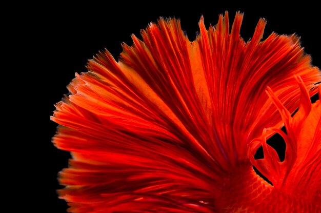 Foto close-up de flor de laranja contra fundo preto