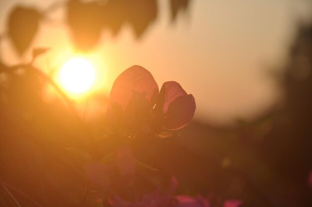 Foto close-up de flor de laranja contra o céu durante o nascer do sol