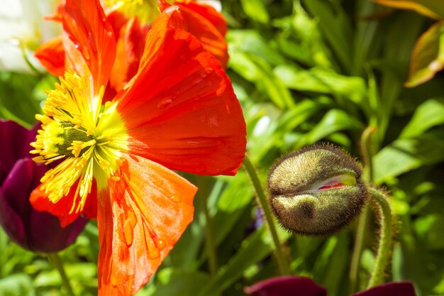 Close-up de flor de laranja e floração no jardim