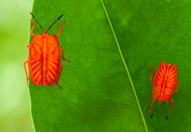 Foto close-up de flor de laranja em folha