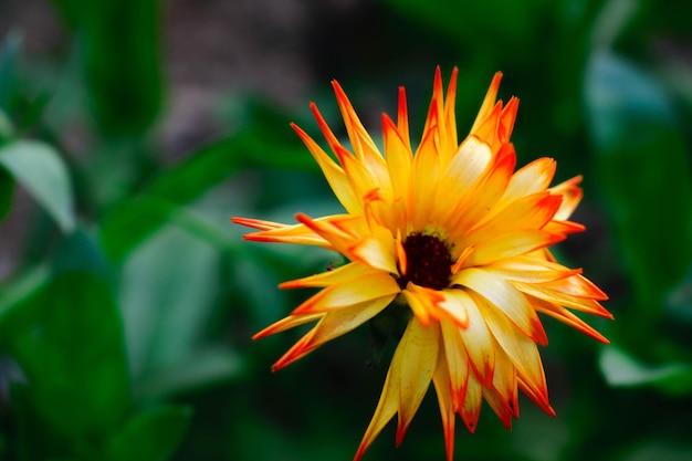 Close-up de flor de laranja florescendo ao ar livre