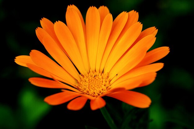 Foto close-up de flor de laranja florescendo ao ar livre