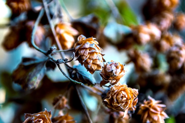 Close-up de flor de lúpulo seco.