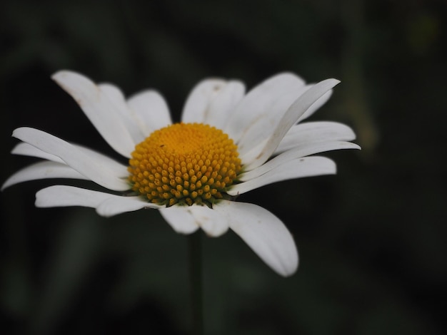 Foto close-up de flor de margarida contra fundo preto