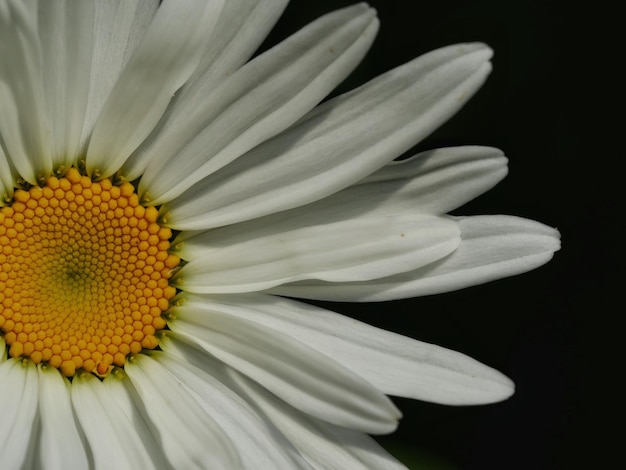Close-up de flor de margarida contra fundo preto