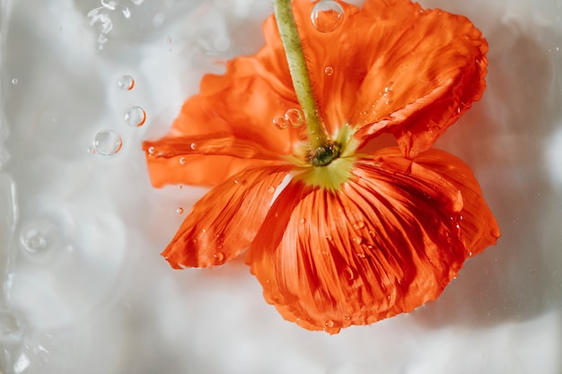 Close up de flor de papoula vermelha com gotas de água