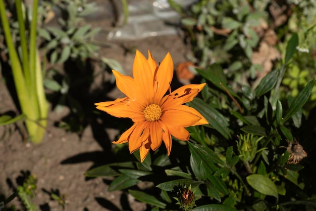 close-up de flor ensolarada laranja, em um dia ensolarado em um canteiro de flores