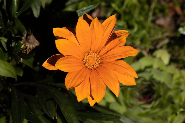 close-up de flor ensolarada laranja, em um dia ensolarado em um canteiro de flores