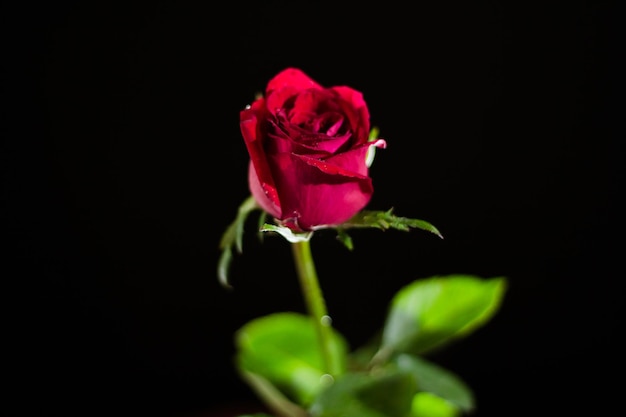 Foto close-up de flor florescendo contra fundo preto