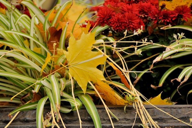 Close-up de flor. Fundo de outono.