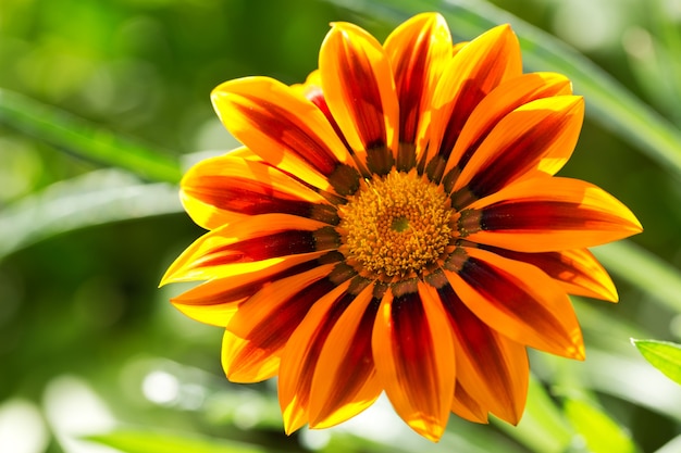 Close up de flor gazania ou margarida africana em um jardim