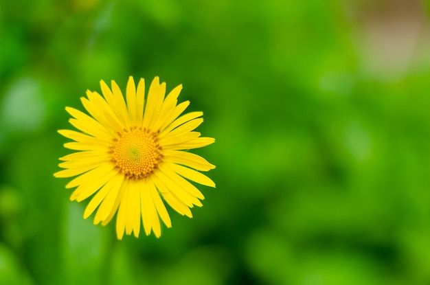 Close-up de flor-leão amarelo.