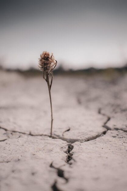 Foto close-up de flor murcha em terra contra o céu