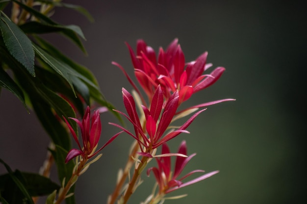 Close-up de flor rosa com folhas vermelhas