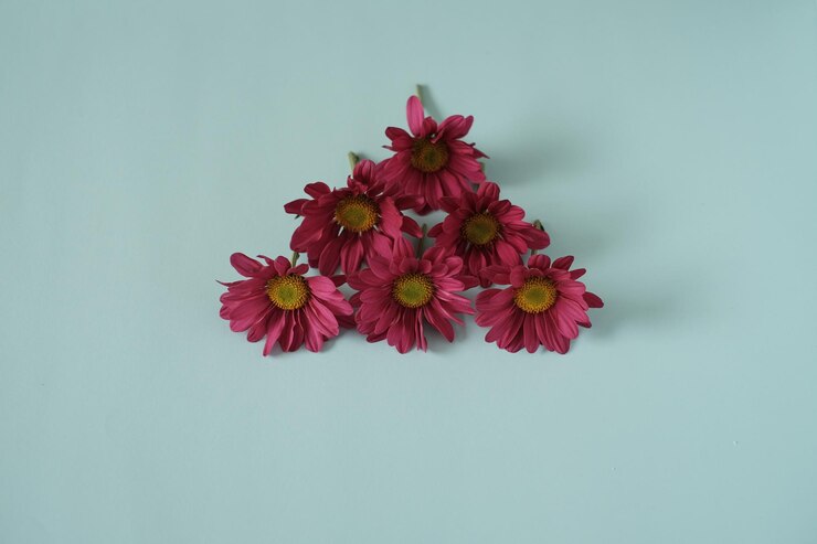 Foto close-up de flor rosa contra fundo branco