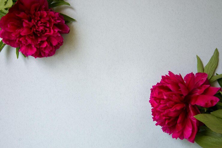Foto close-up de flor rosa contra fundo branco