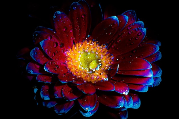 Close-up de flor rosa e azul florescendo à noite